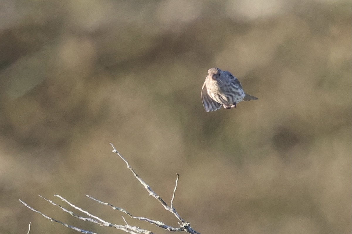 House Finch - ML642164377