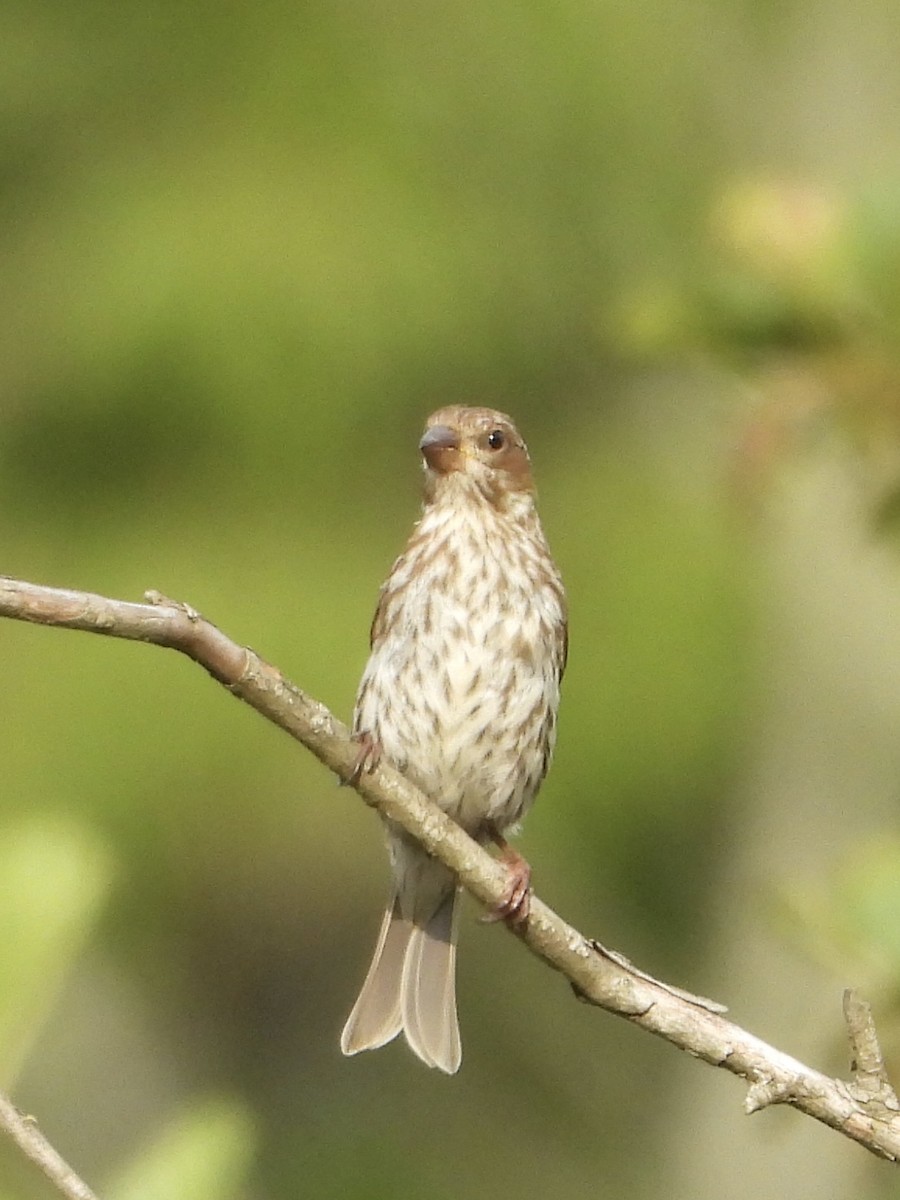 Purple Finch - ML642164389