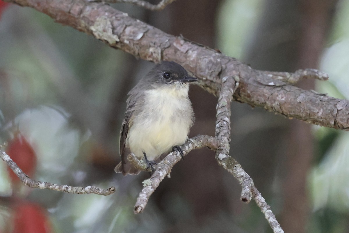 Eastern Phoebe - ML642164406
