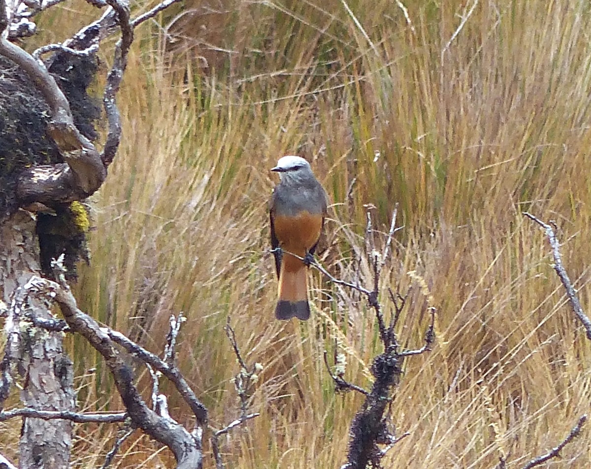 Red-rumped Bush-Tyrant - ML642164408