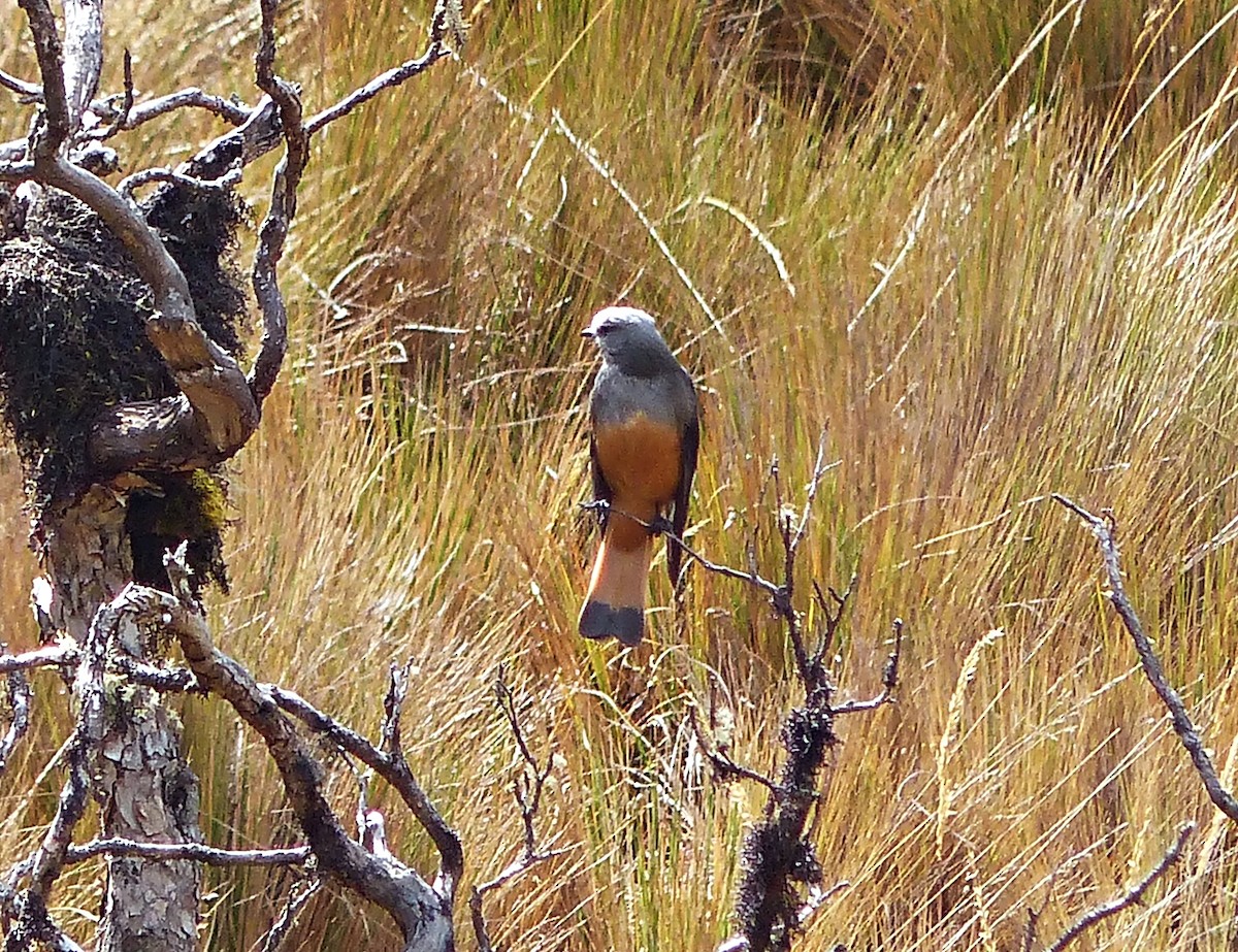 Red-rumped Bush-Tyrant - ML642164409