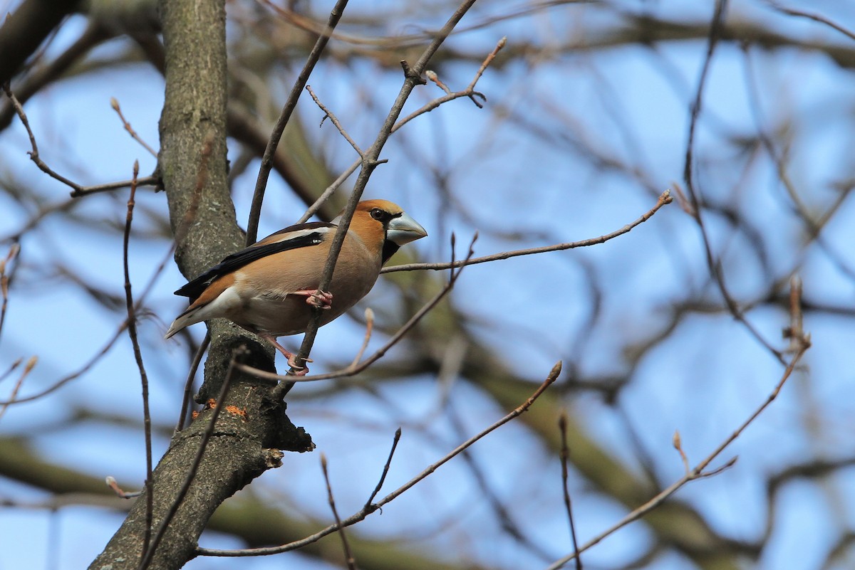 Hawfinch - Christoph Moning