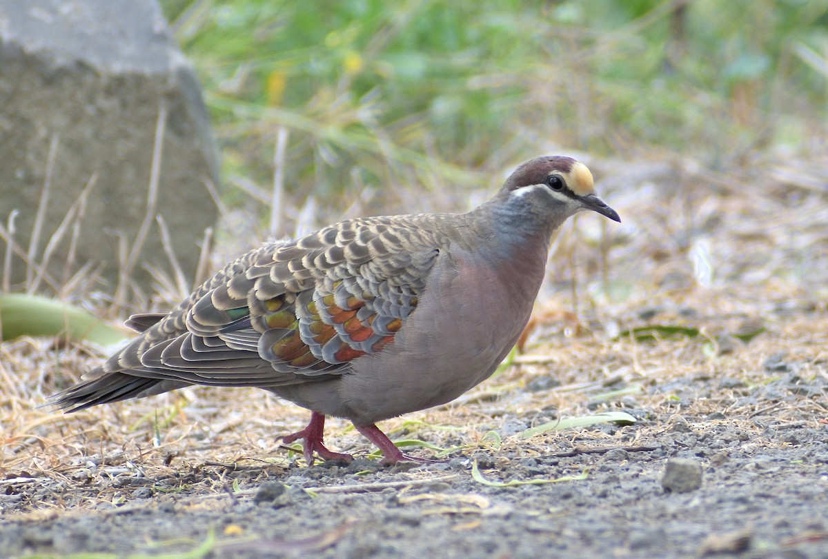 Common Bronzewing - ML642164425