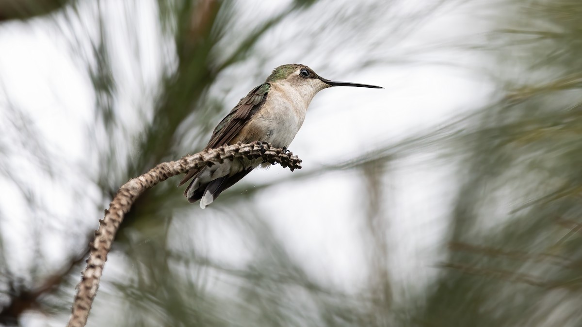 Ruby-throated Hummingbird - ML642164426