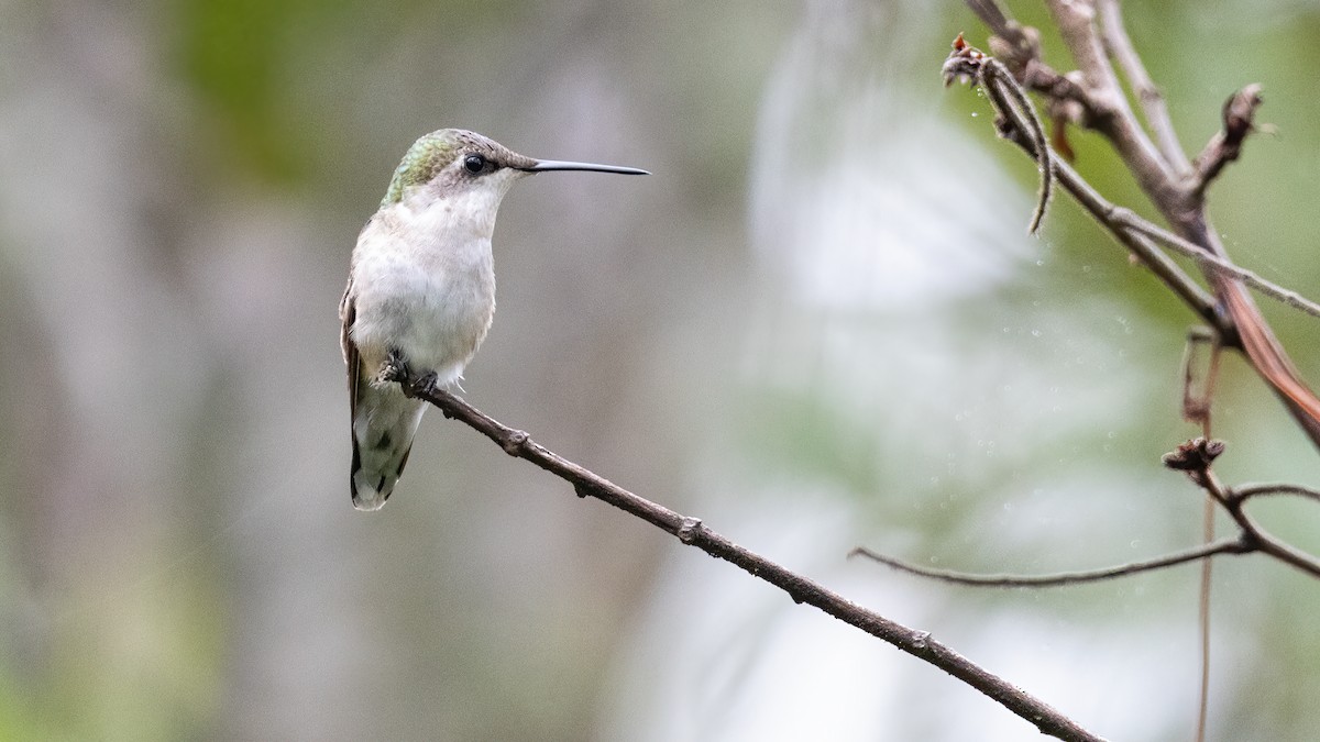 Ruby-throated Hummingbird - ML642164427