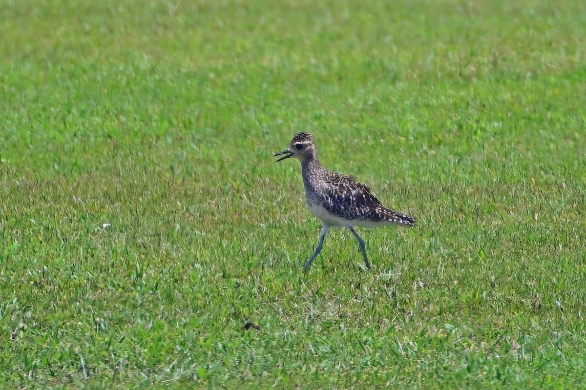 Pacific Golden-Plover - ML642164440