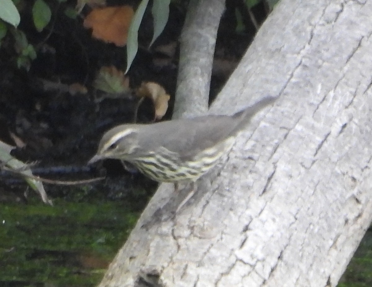 Northern Waterthrush - ML642164466