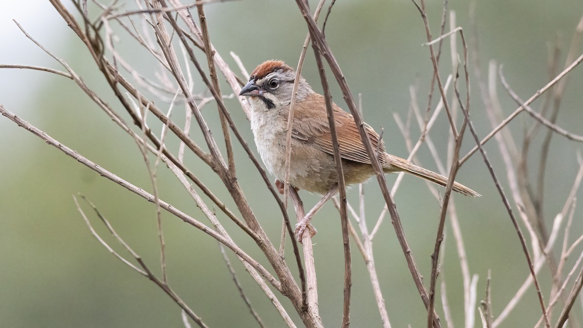 Rusty Sparrow - ML642164469