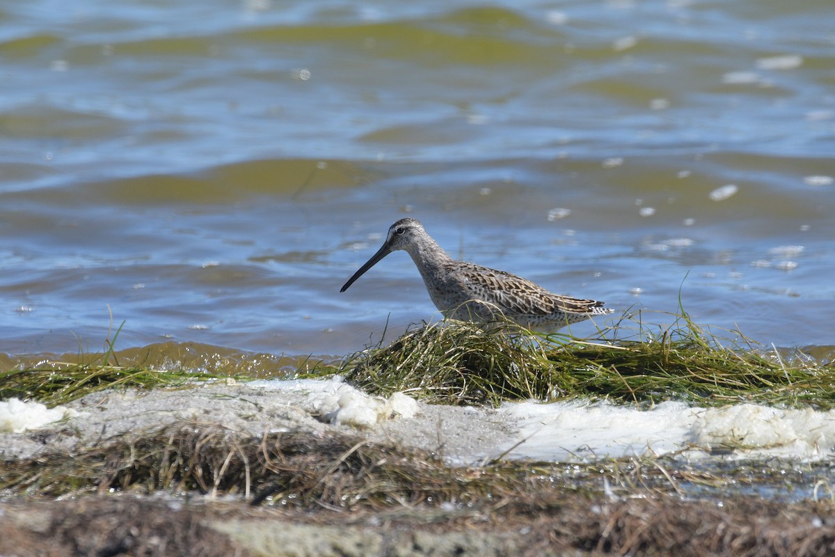 Short-billed Dowitcher - ML642164475