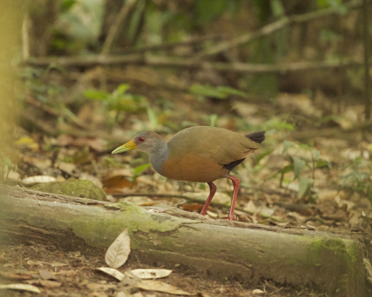 Gray-cowled Wood-Rail - ML642164476