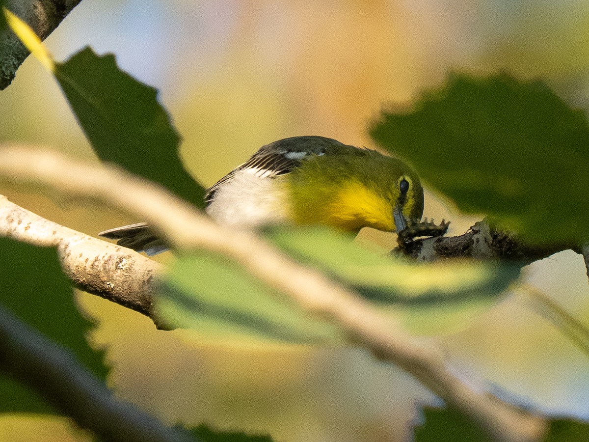 キノドモズモドキ - ML642164509