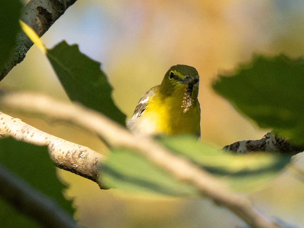 キノドモズモドキ - ML642164512