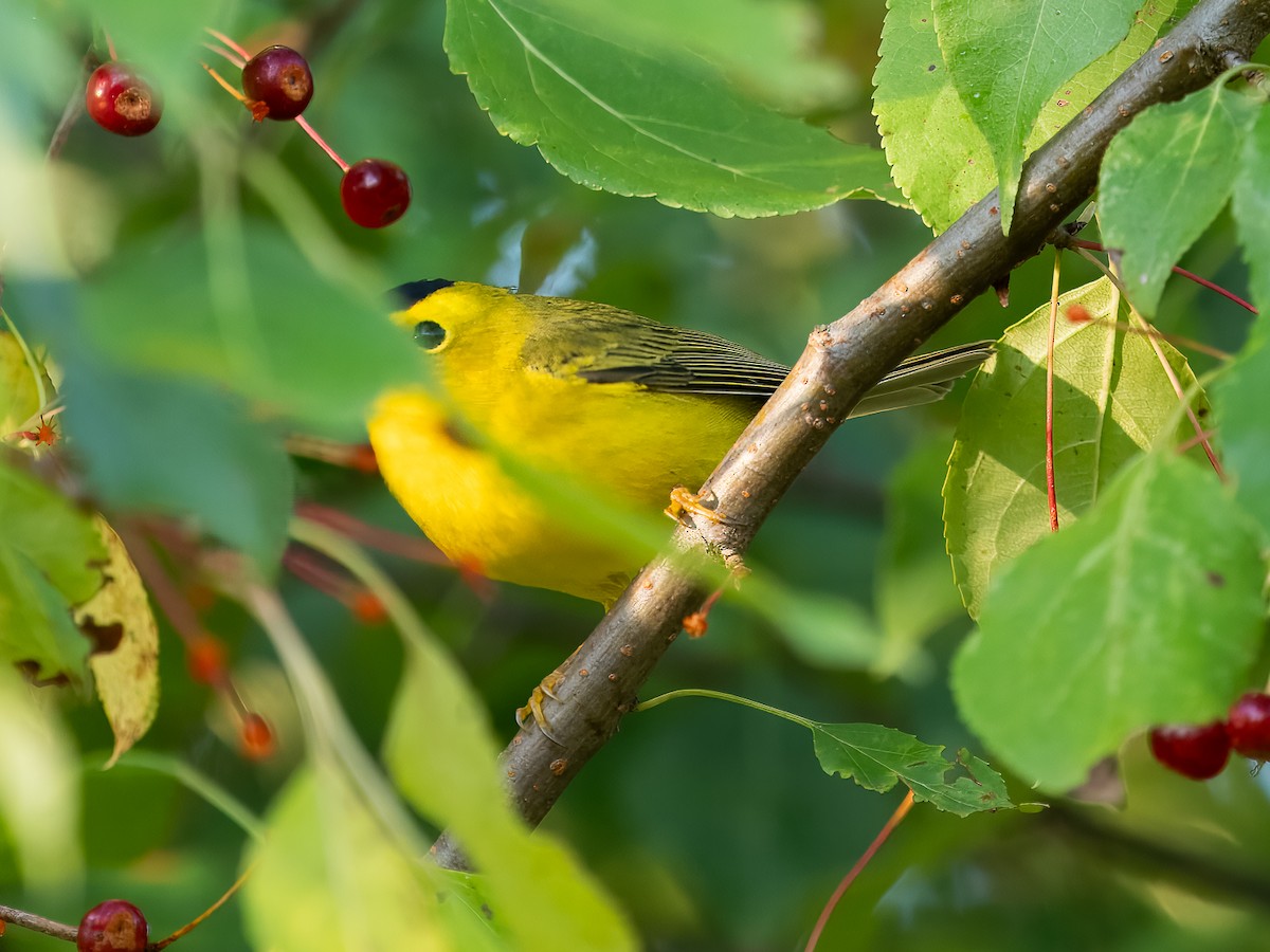 ウィルソンアメリカムシクイ - ML642164514
