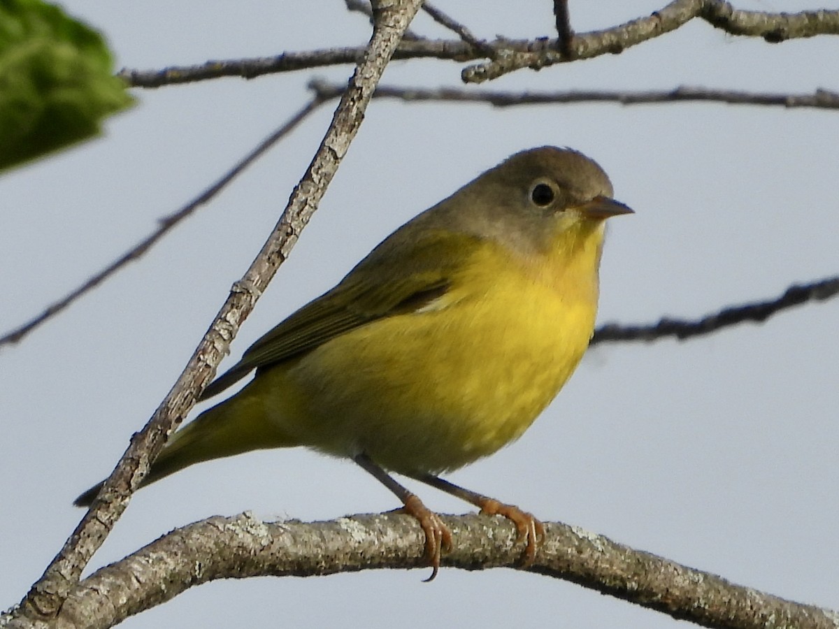 Nashville Warbler - ML642164546