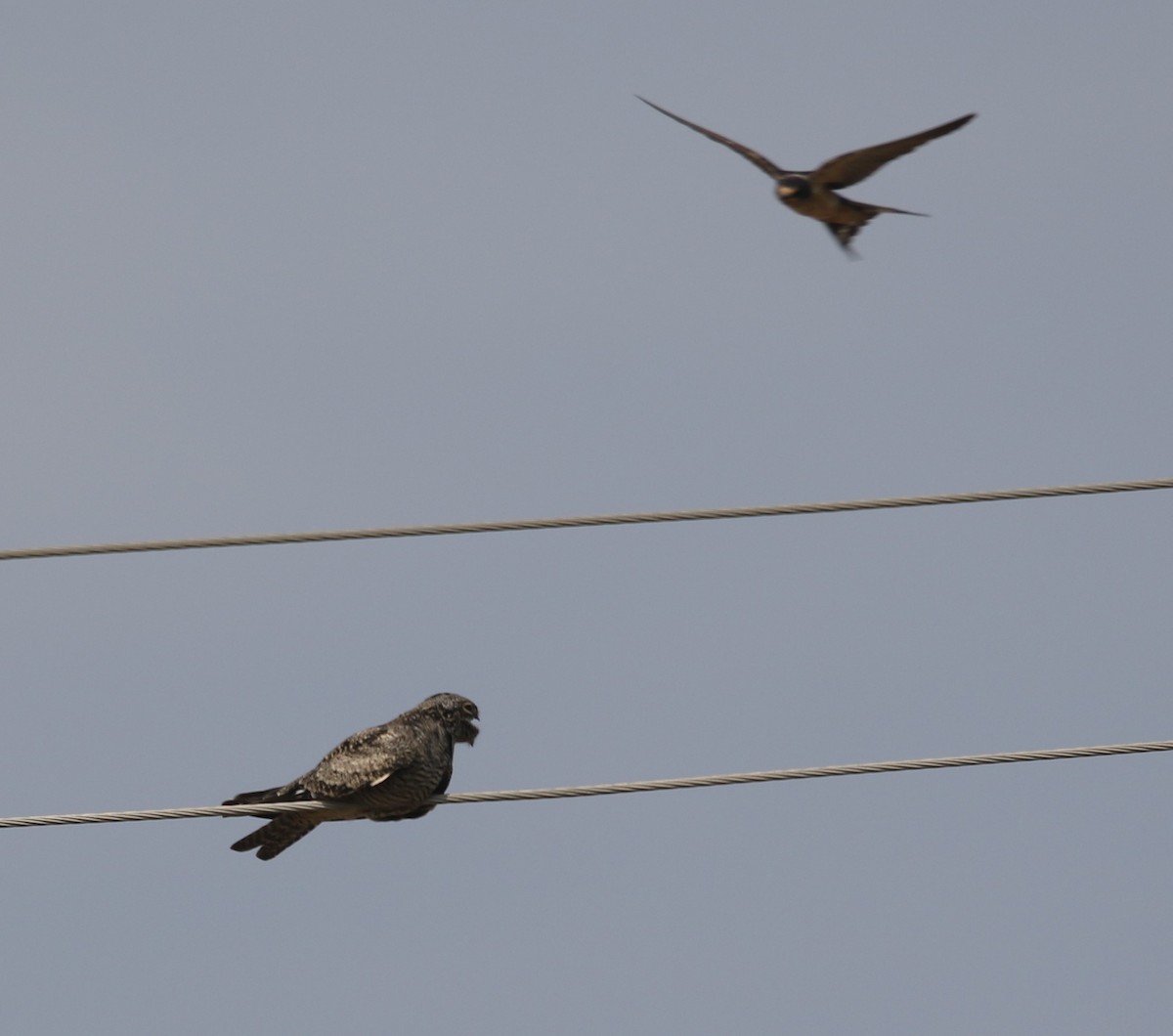 Common Nighthawk - ML642164562