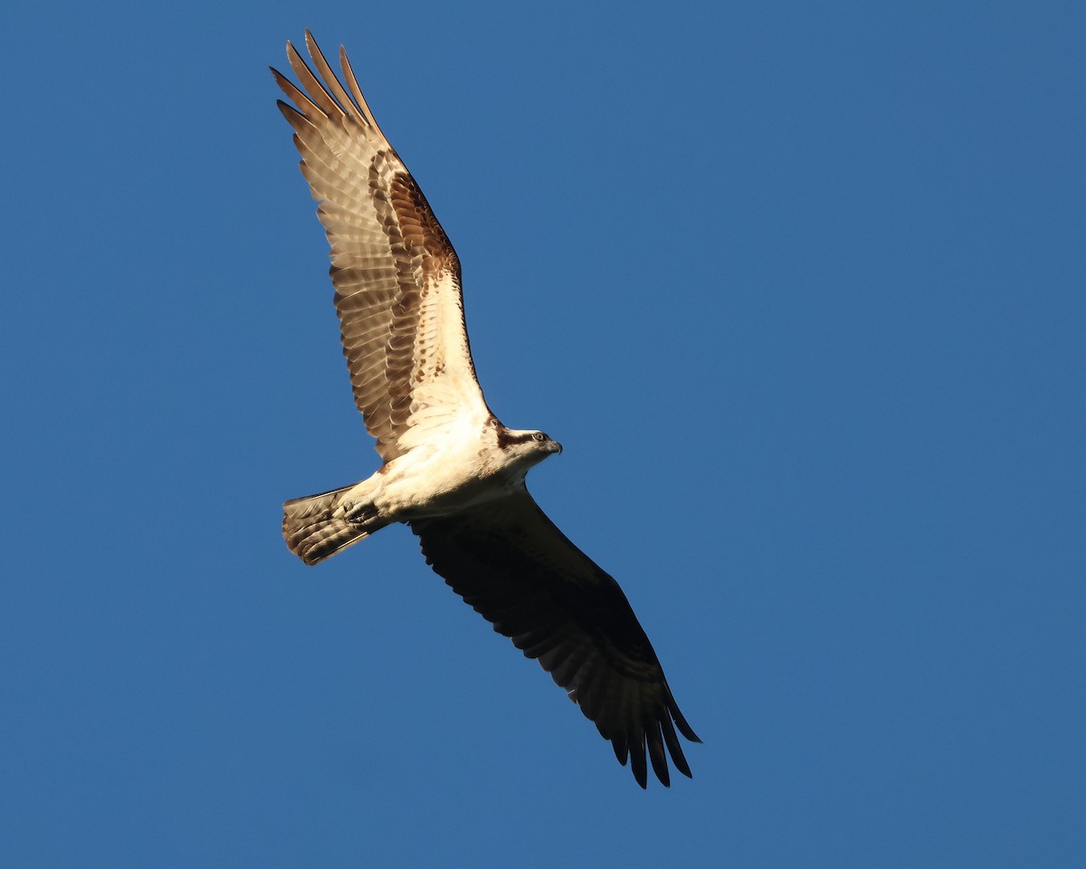 Osprey (American) - ML642164568