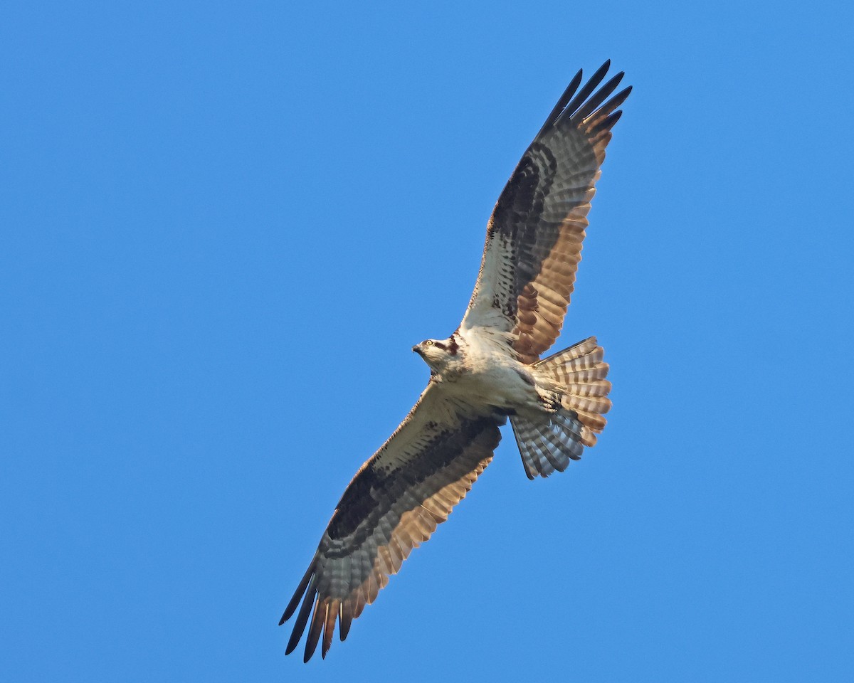 Osprey (American) - ML642164569