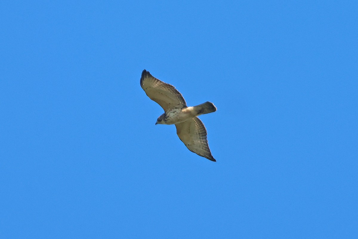 Broad-winged Hawk - ML642164576