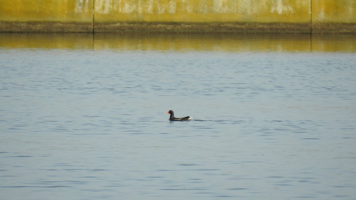 Gallinule poule-d'eau - ML642164582