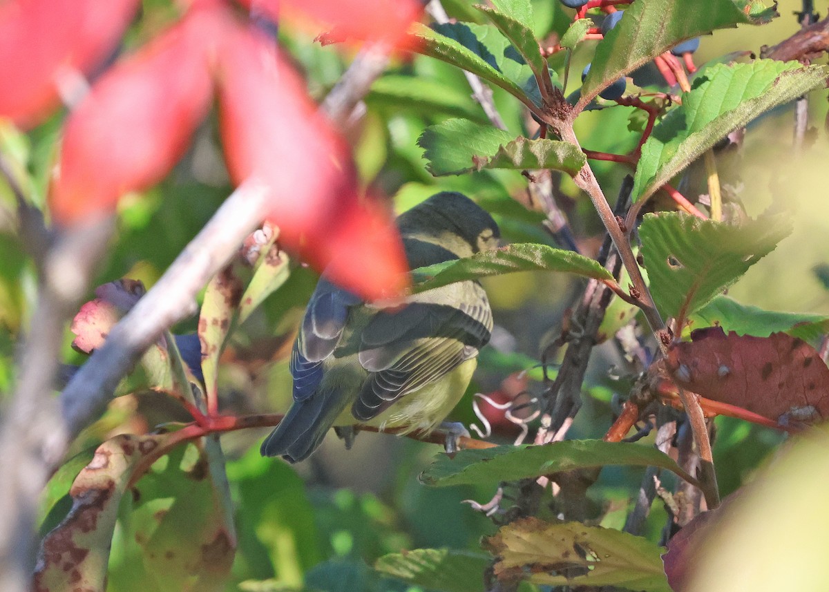 Philadelphia Vireo - ML642164584