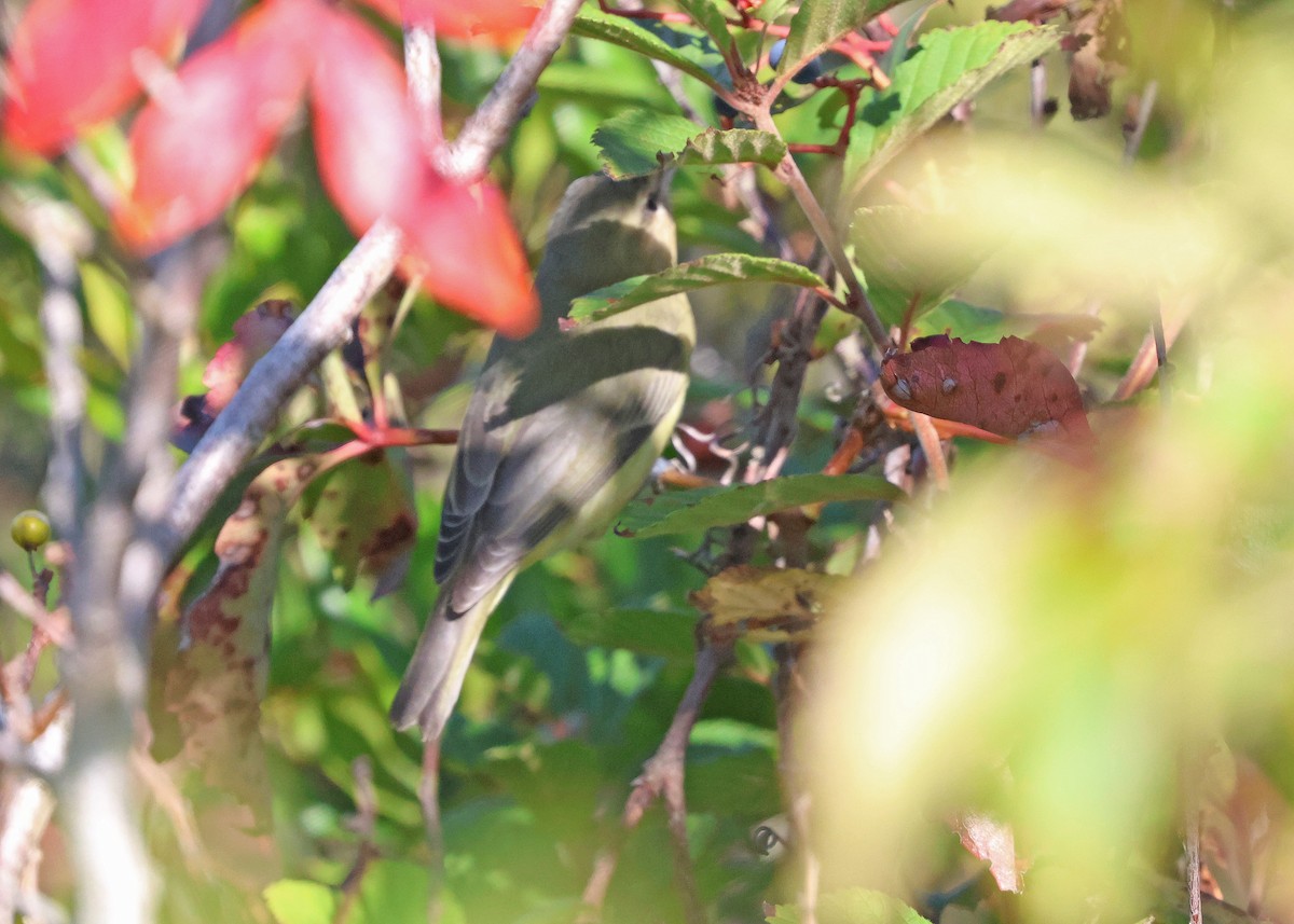 Philadelphia Vireo - ML642164585