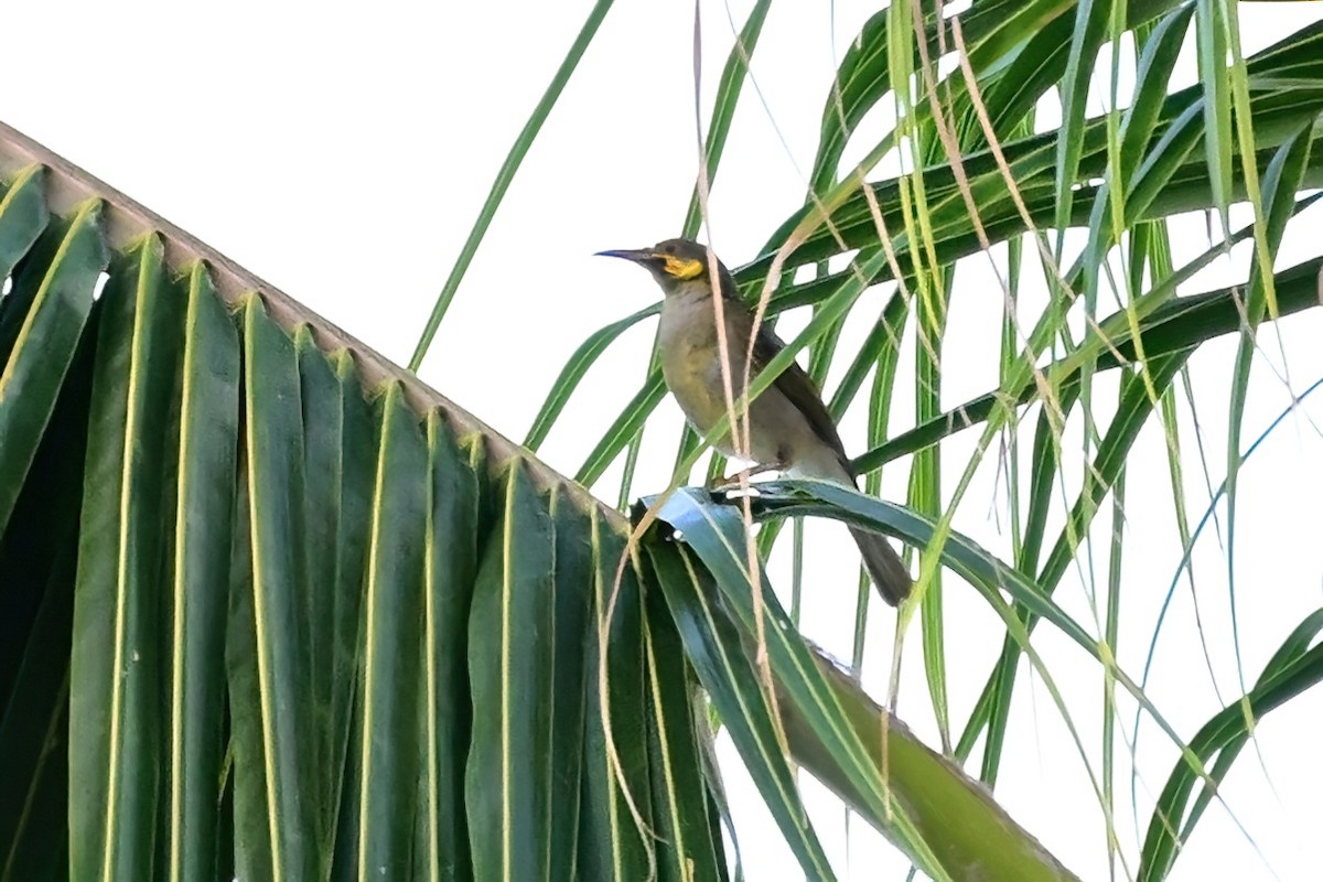 Eastern Wattled-Honeyeater - ML642164593