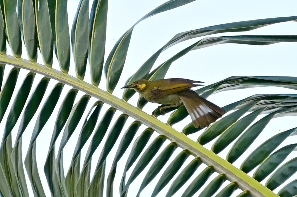 Eastern Wattled-Honeyeater - ML642164594