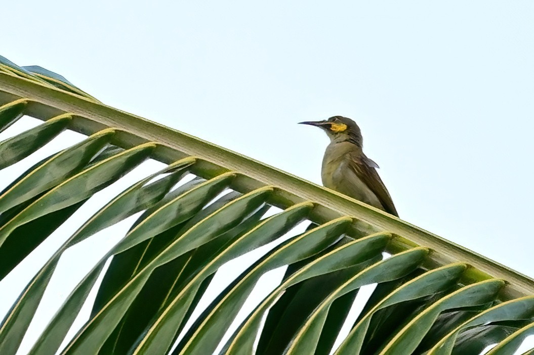 Eastern Wattled-Honeyeater - ML642164595