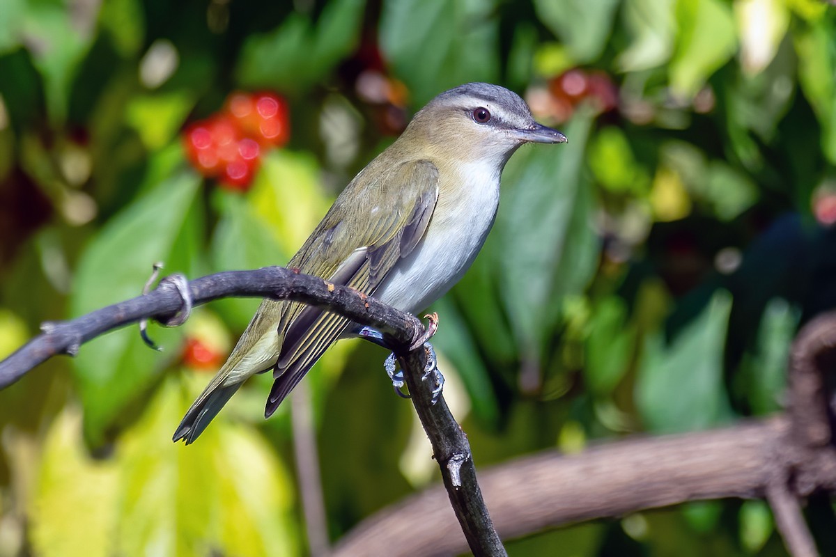 Red-eyed Vireo - ML642164597