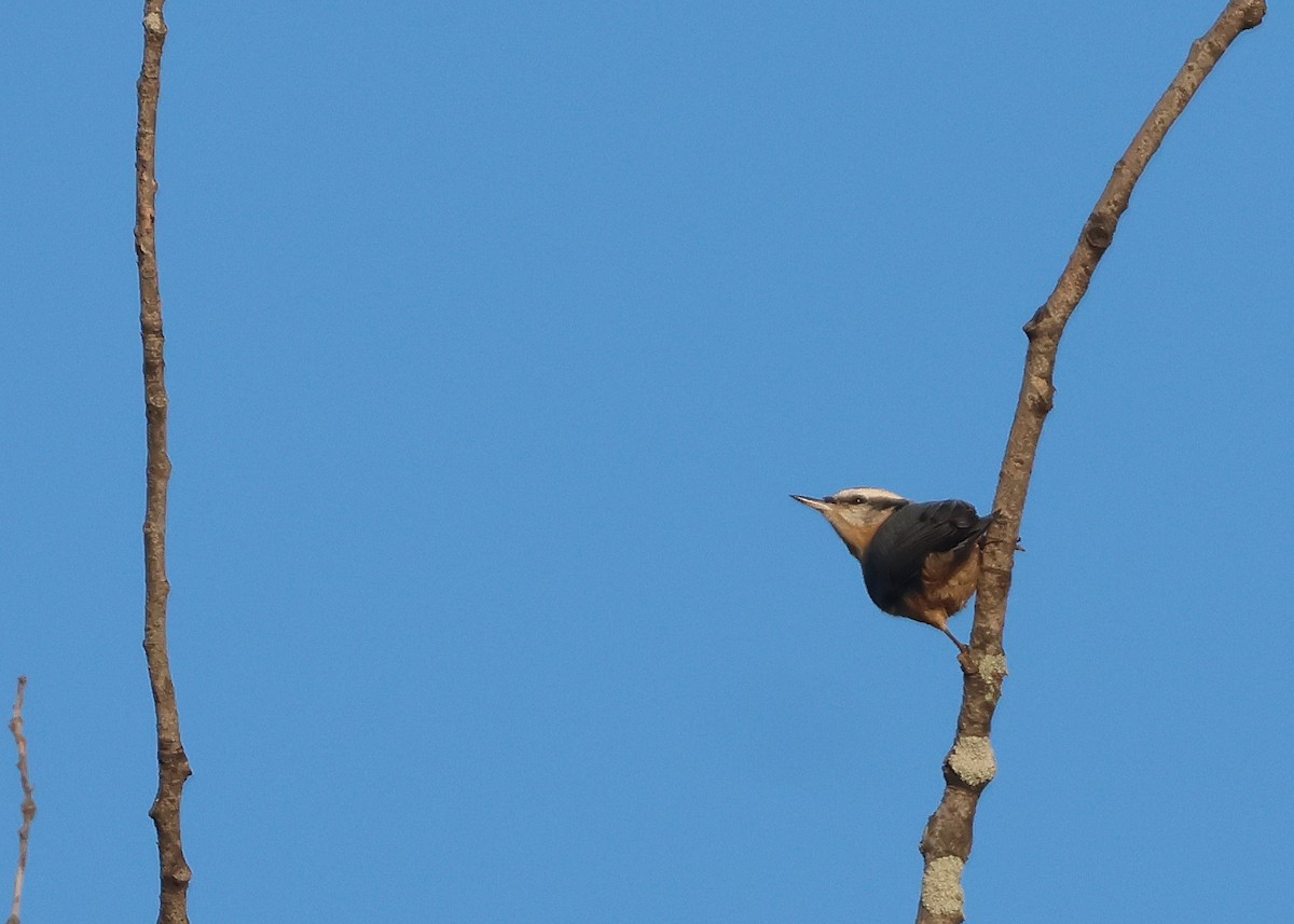 Red-breasted Nuthatch - ML642164601