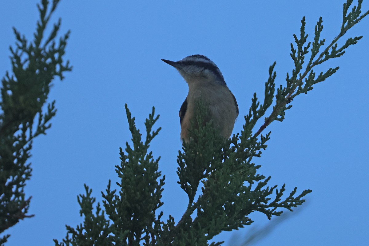 Red-breasted Nuthatch - ML642164603