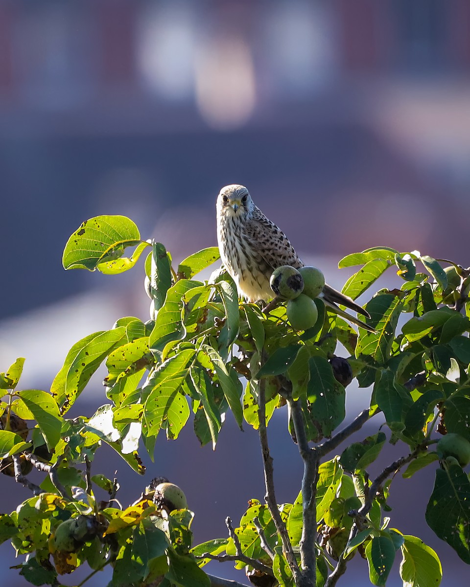 Eurasian Kestrel - ML642164605