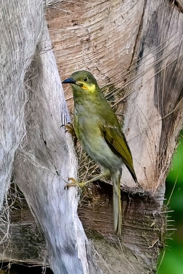 Eastern Wattled-Honeyeater - ML642164613