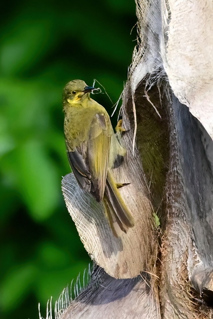 Eastern Wattled-Honeyeater - ML642164614