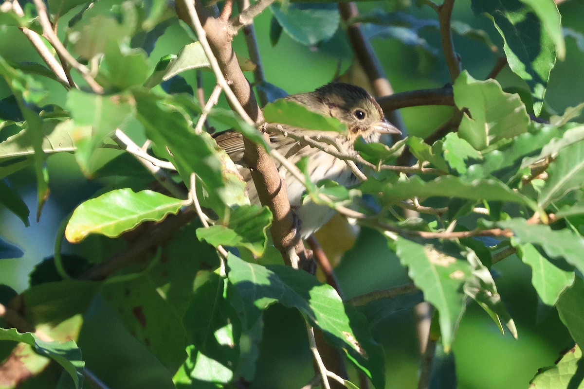 Lincoln's Sparrow - ML642164615
