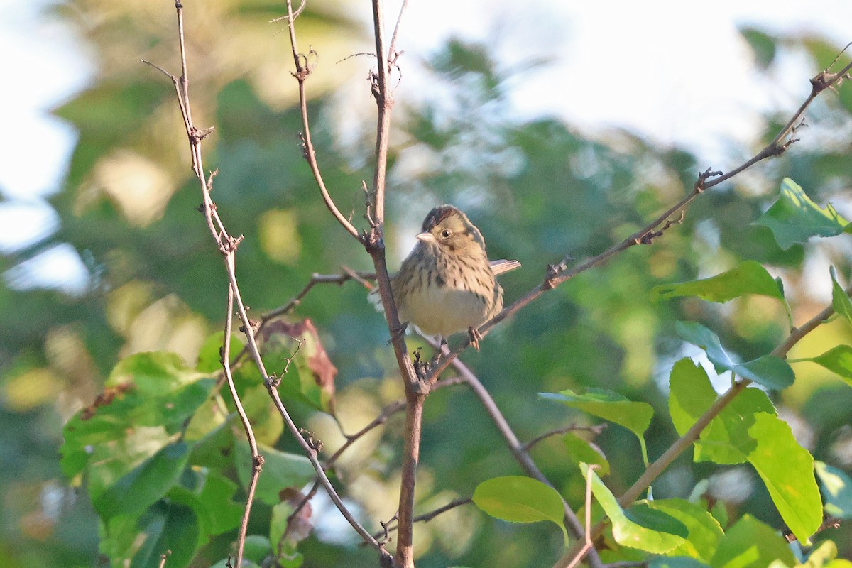 Lincoln's Sparrow - ML642164616