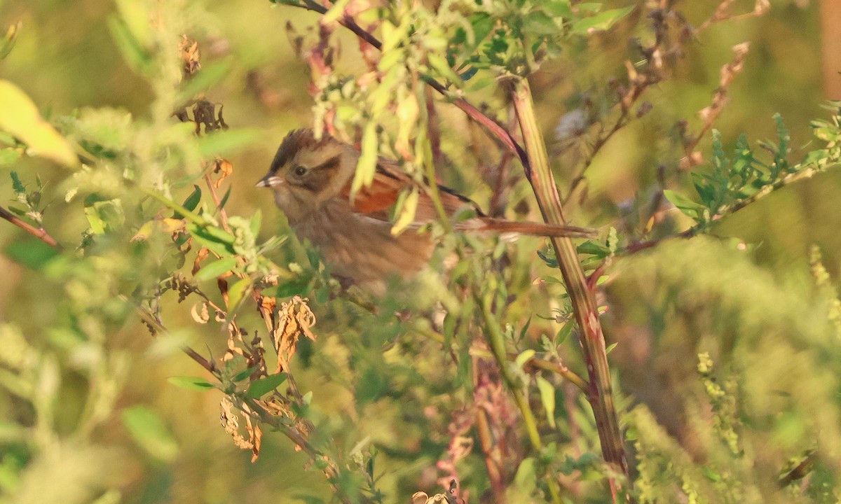 Swamp Sparrow - ML642164632