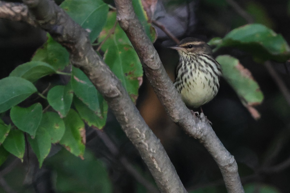 Northern Waterthrush - ML642164647