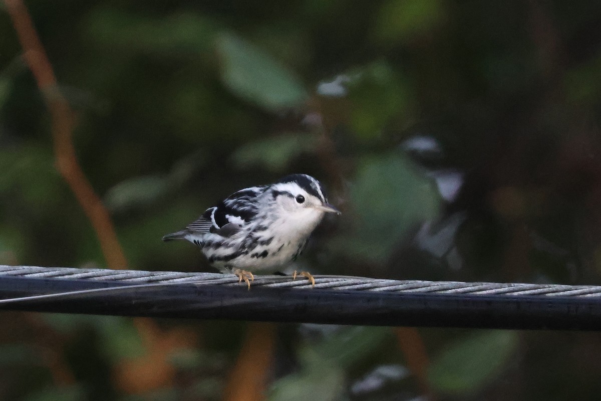 Black-and-white Warbler - ML642164660