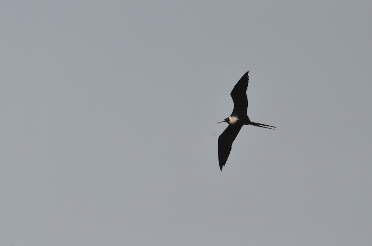 Magnificent Frigatebird - ML642164662