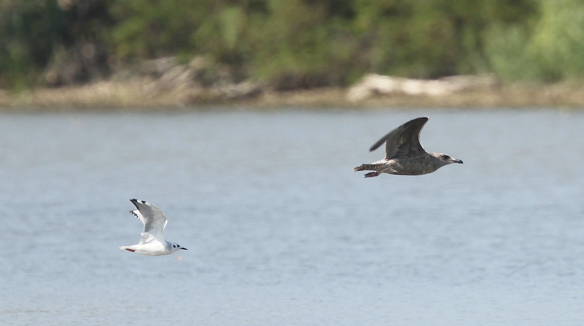 American Herring Gull - ML642164664