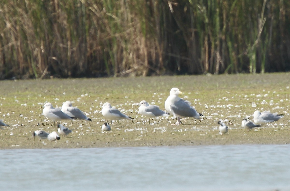American Herring Gull - ML642164665