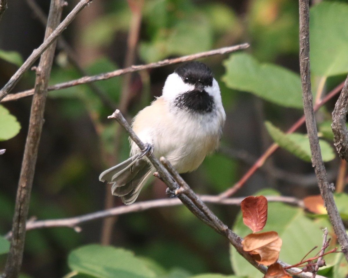 Black-capped Chickadee - ML642164666