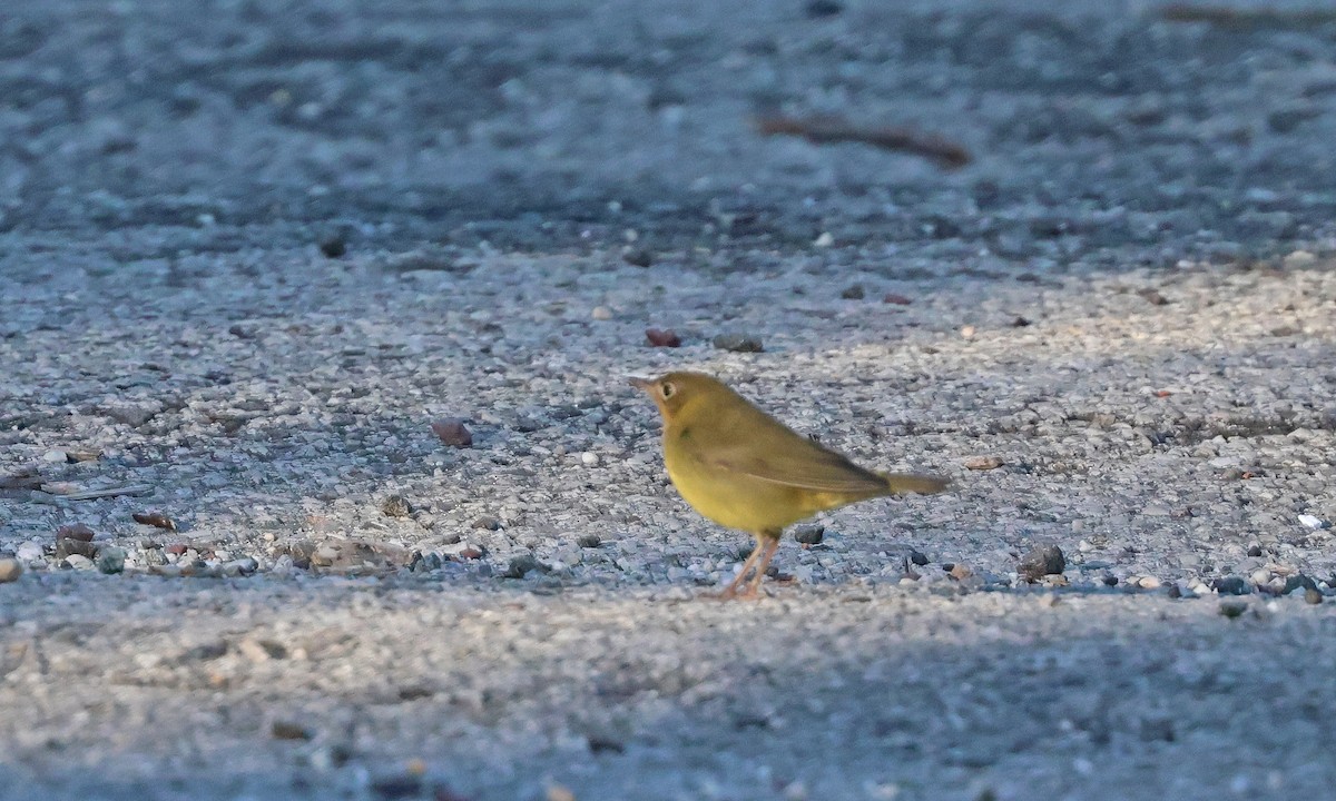 Connecticut Warbler - ML642164669