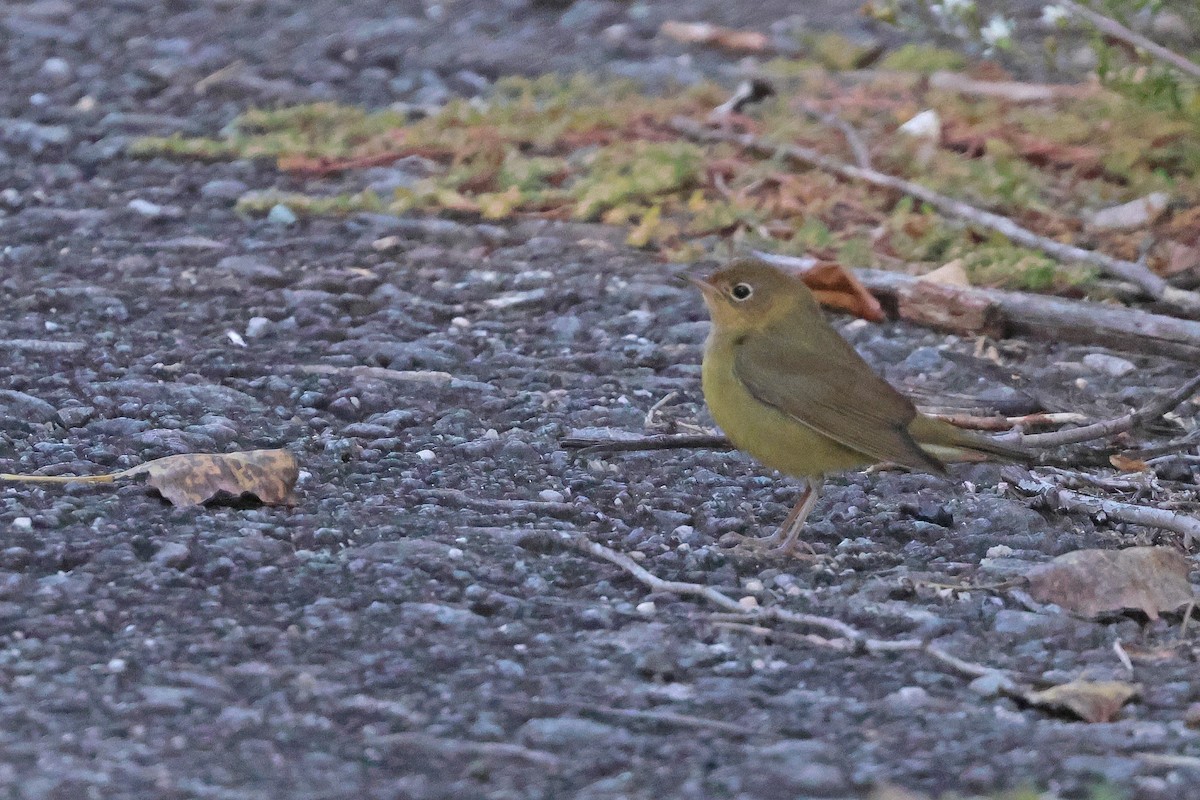 Connecticut Warbler - ML642164671