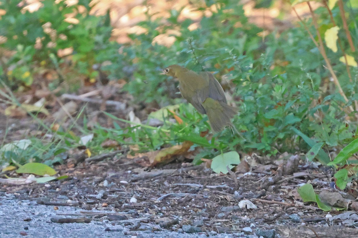 Connecticut Warbler - ML642164672