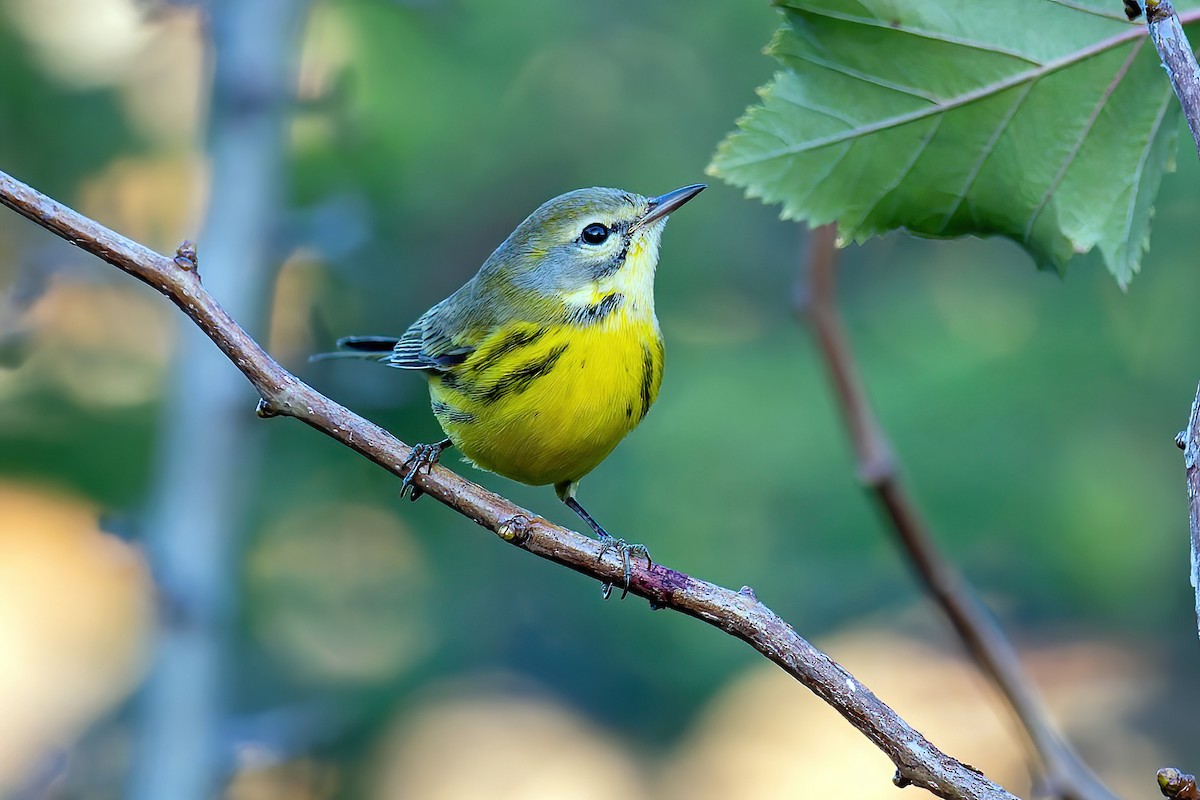 Prairie Warbler - ML642164680