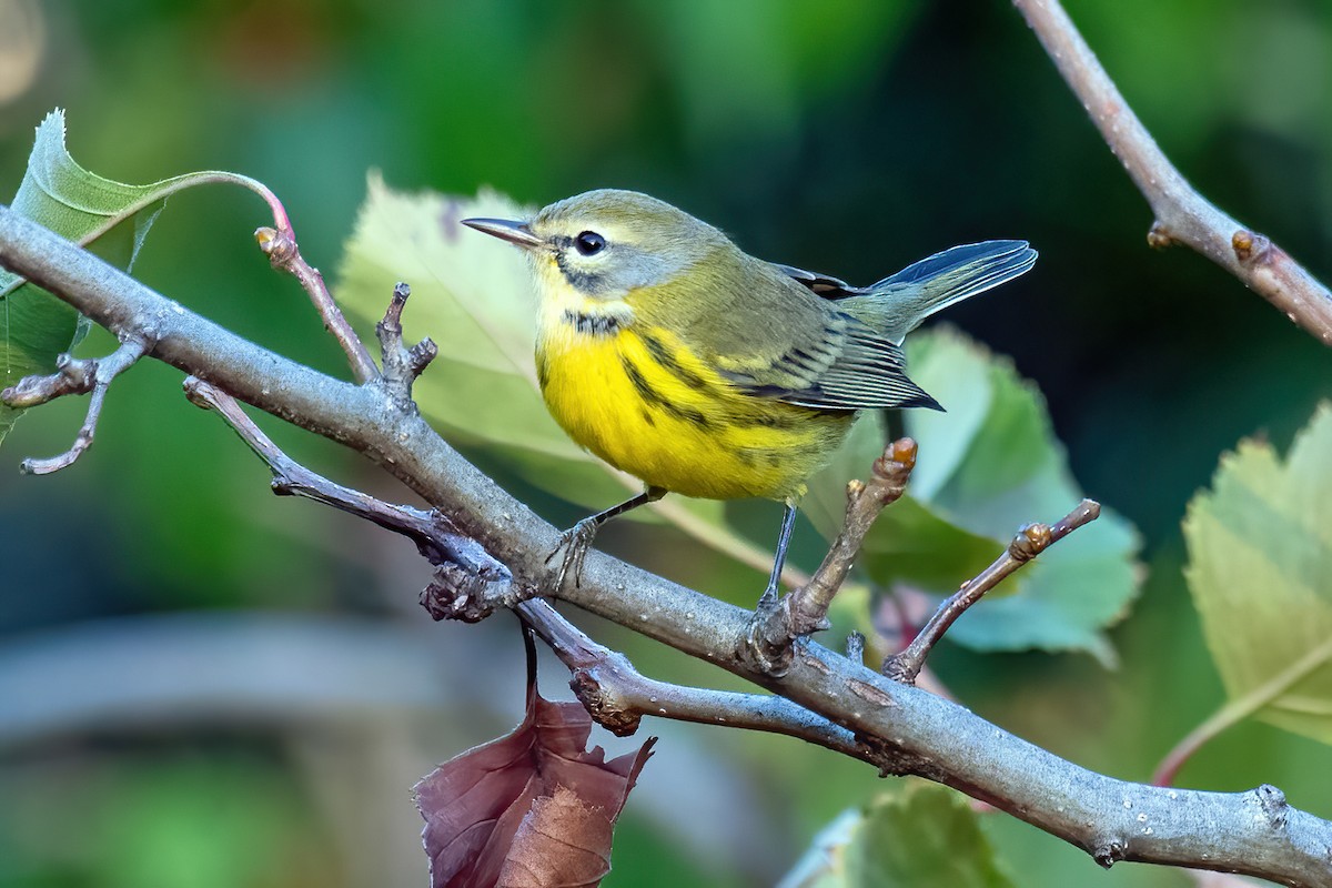 Prairie Warbler - ML642164683