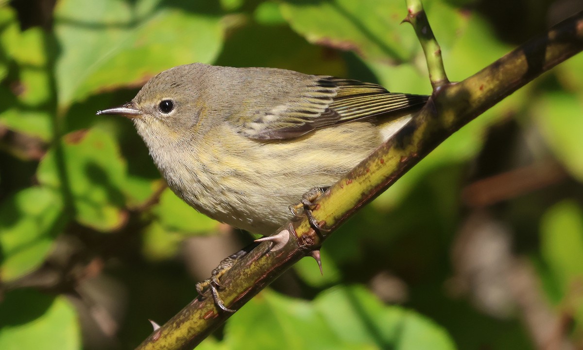 Cape May Warbler - ML642164696