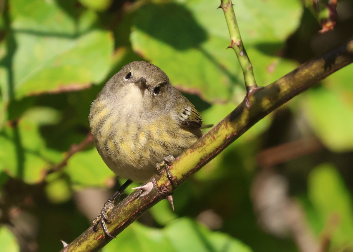 Cape May Warbler - ML642164699